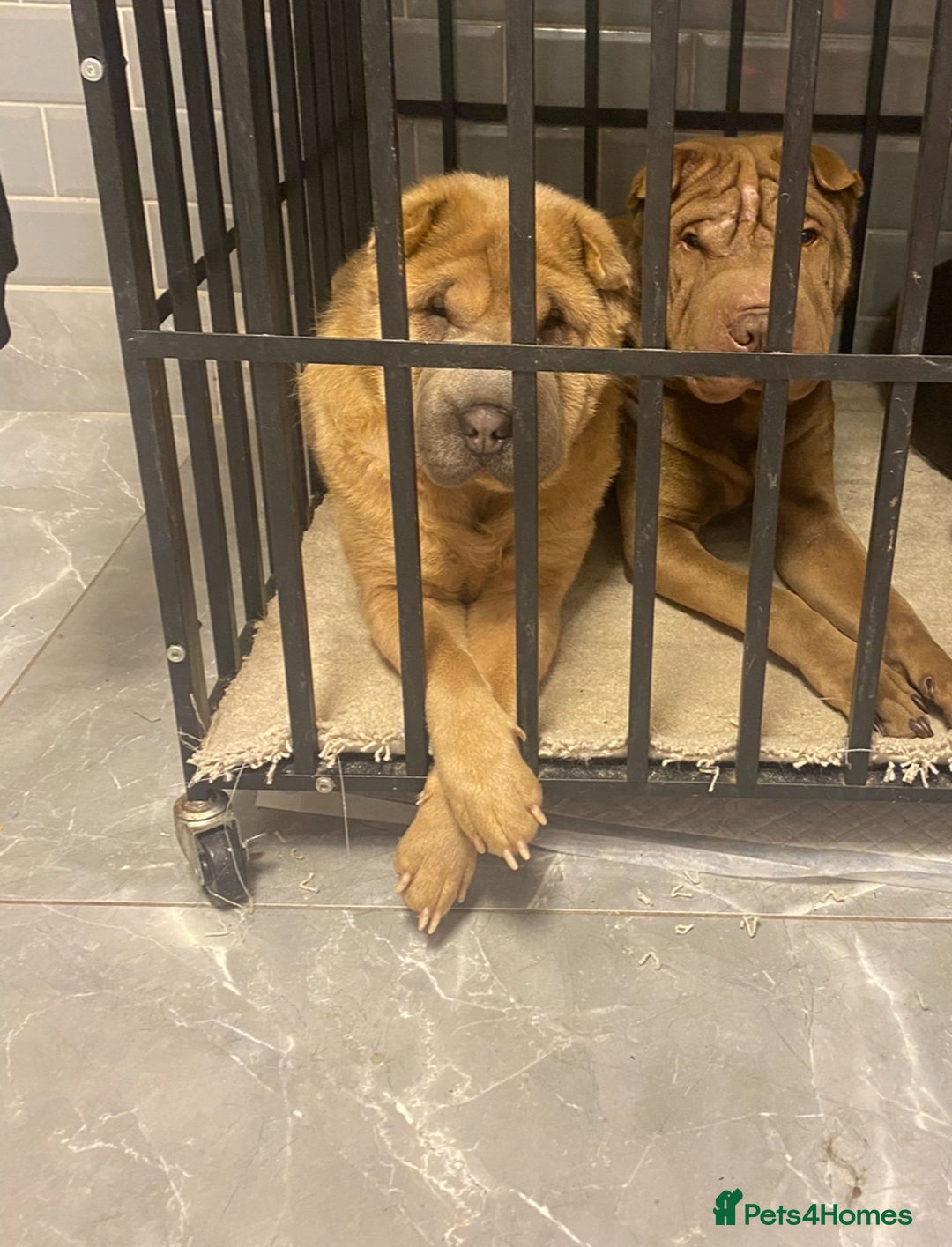 Shar Pei dogs for sale: 3 Shar Pei boys - Image 3