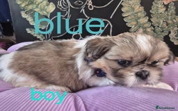 Shih Tzu dogs for sale: Cute Shih-Tzu puppies😍😍😍 - Image 16