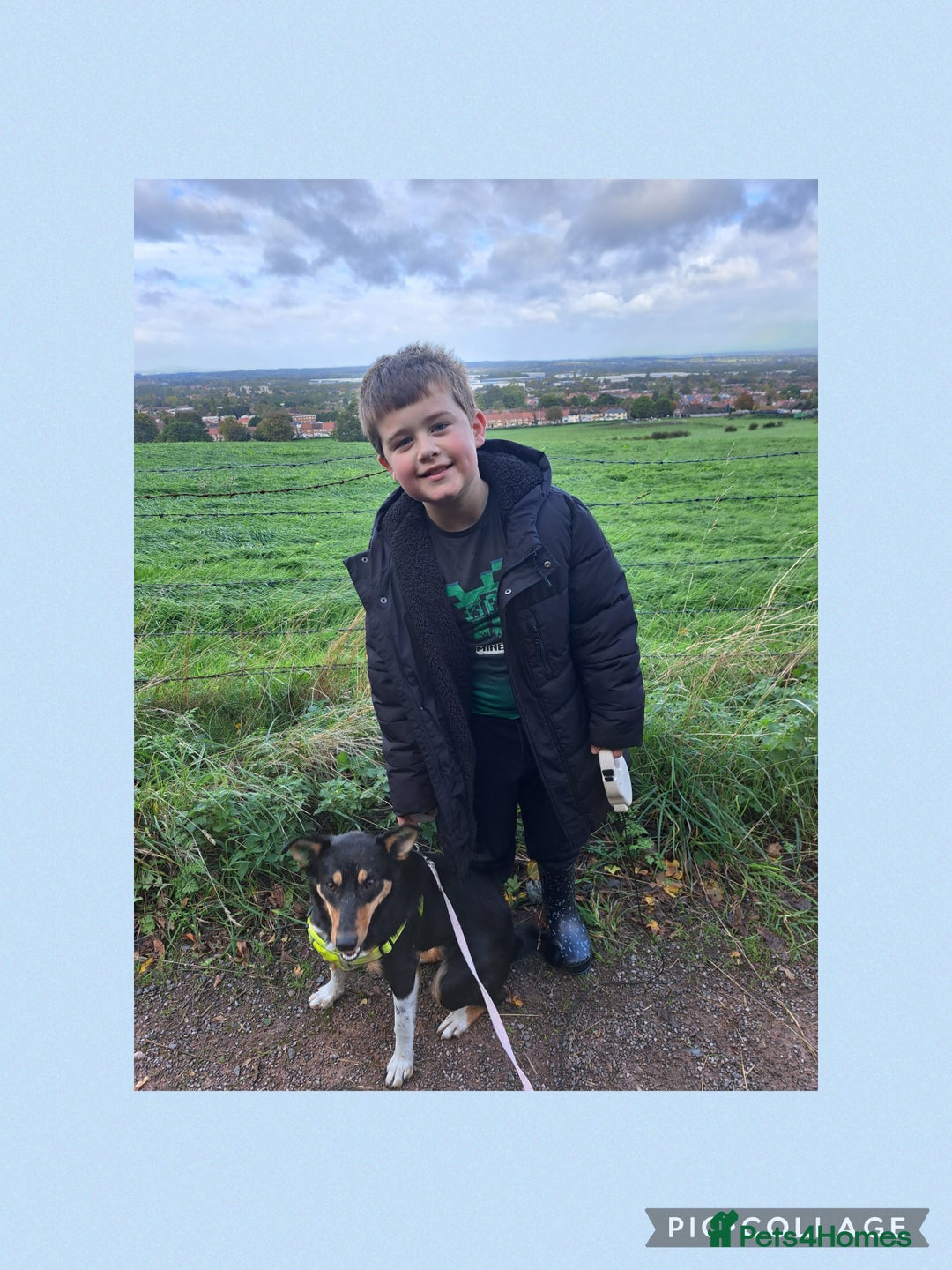 Mixed Breed dogs for sale: NALA,  **  - Image 3