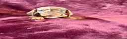 Miniature Dachshund dogs for sale: KC MINIATURE DACHSHUND PUPPIES  - Advert 10