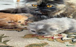 Persian cats for sale: Pedigree Persian Kittens - Two Beautiful Girls - Image 5