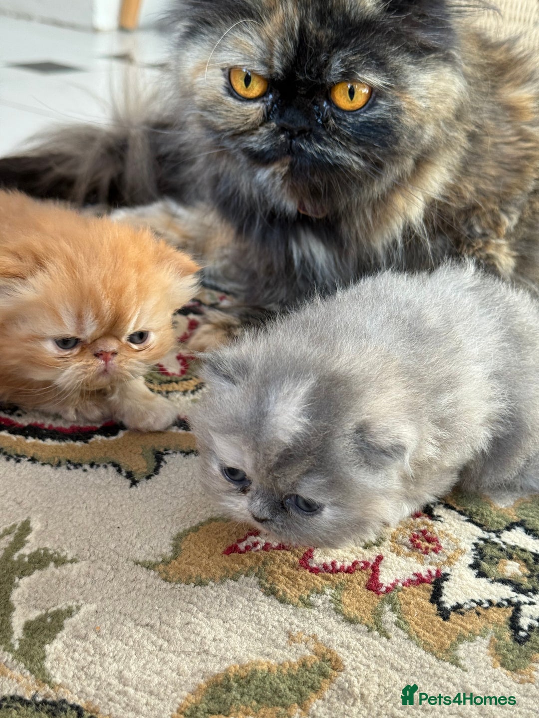 Persian cats for sale: Pedigree Persian Kittens - Two Beautiful Girls - Image 5