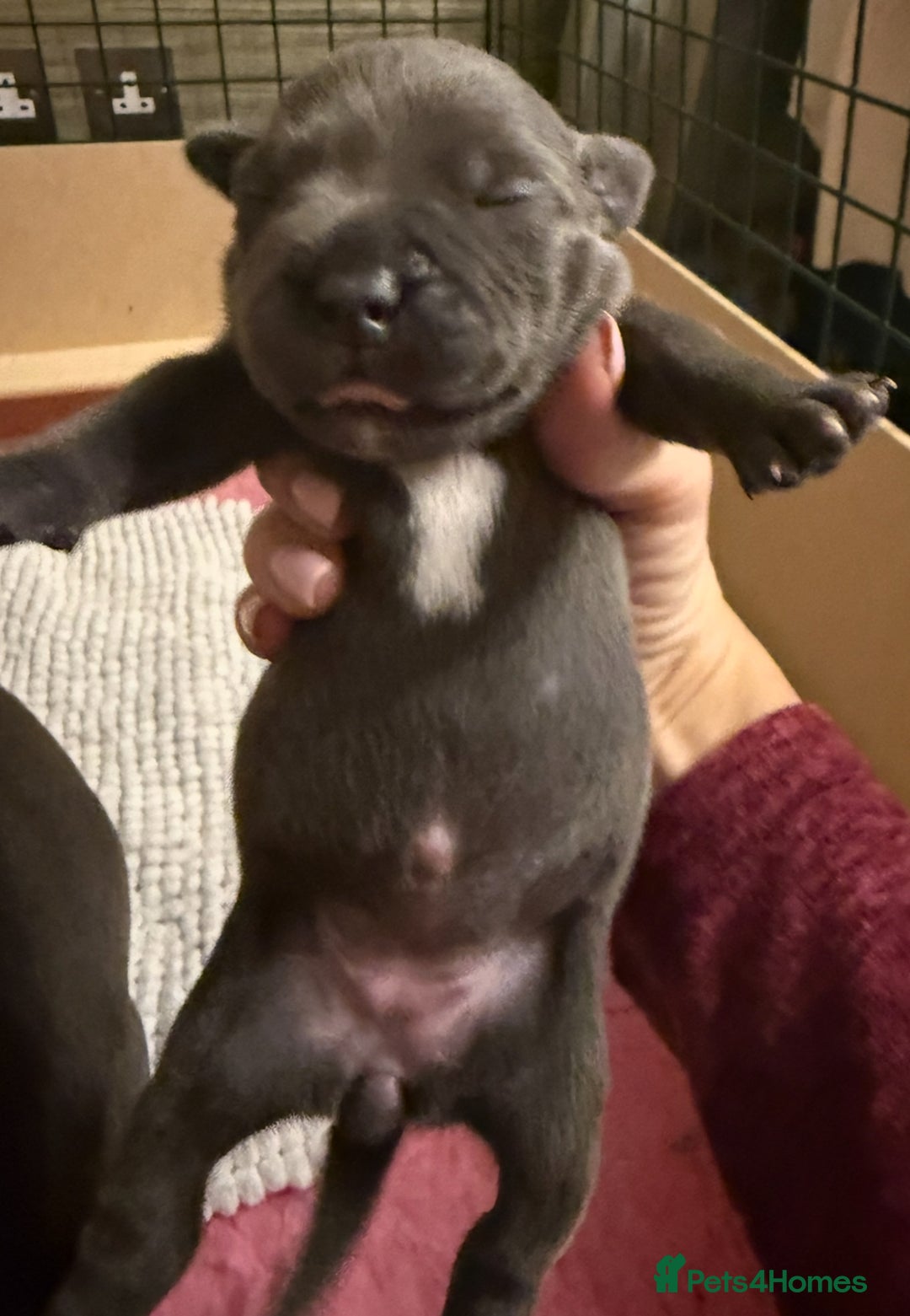 Staffordshire Bull Terrier dogs for sale: KC Blue Staffordshire Bull Terrier Puppies  - Advert 29