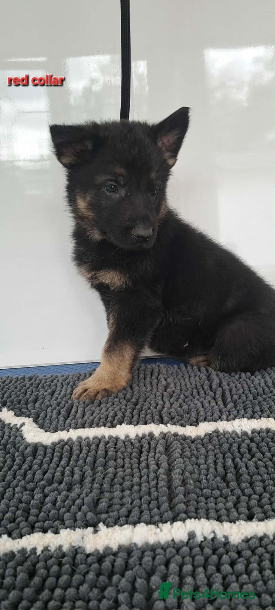 German Shepherd dogs German Shepherd Puppies - Advert 2