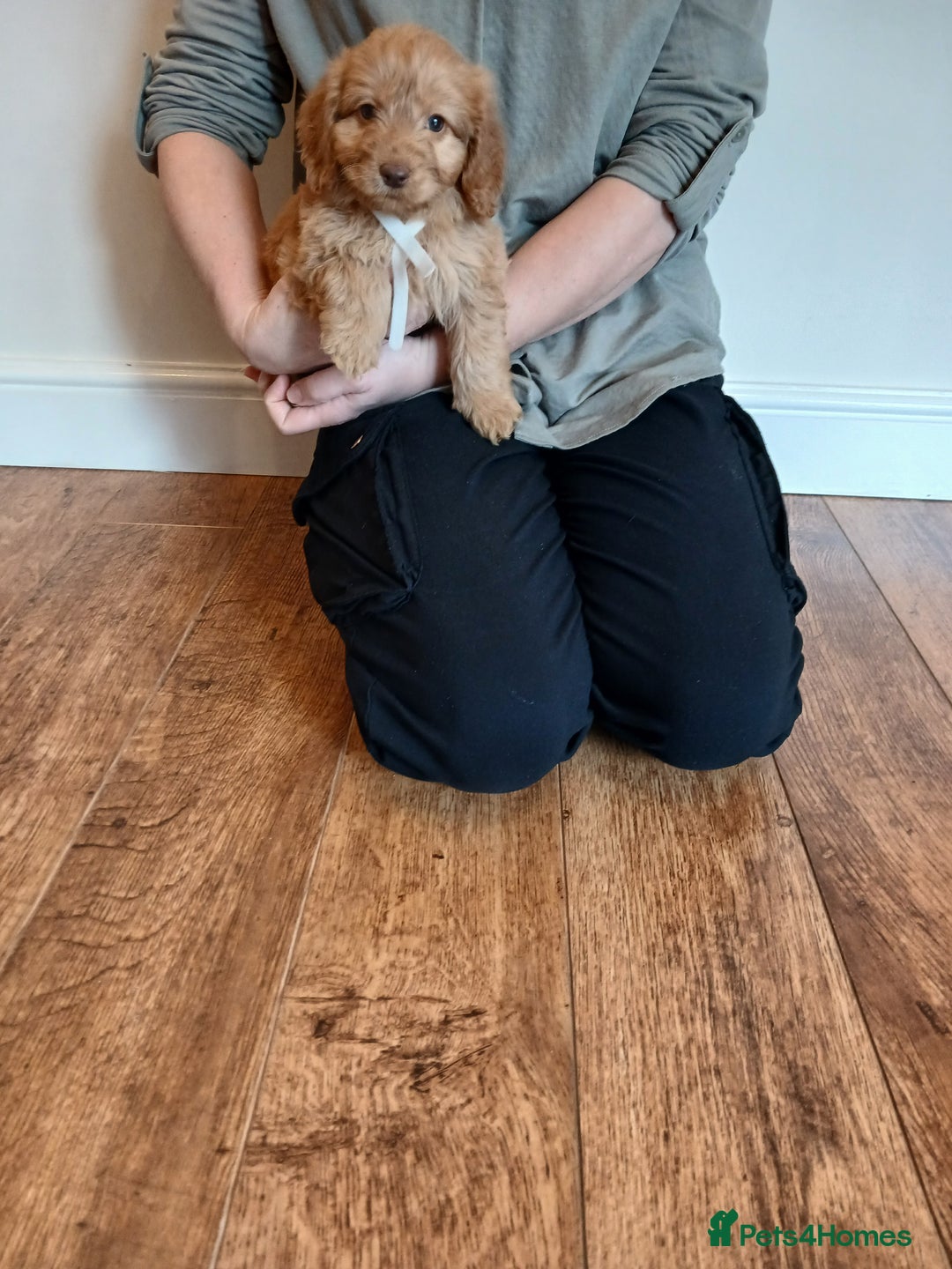 Cockapoo dogs for sale: Cockapoo puppies  - Advert 3