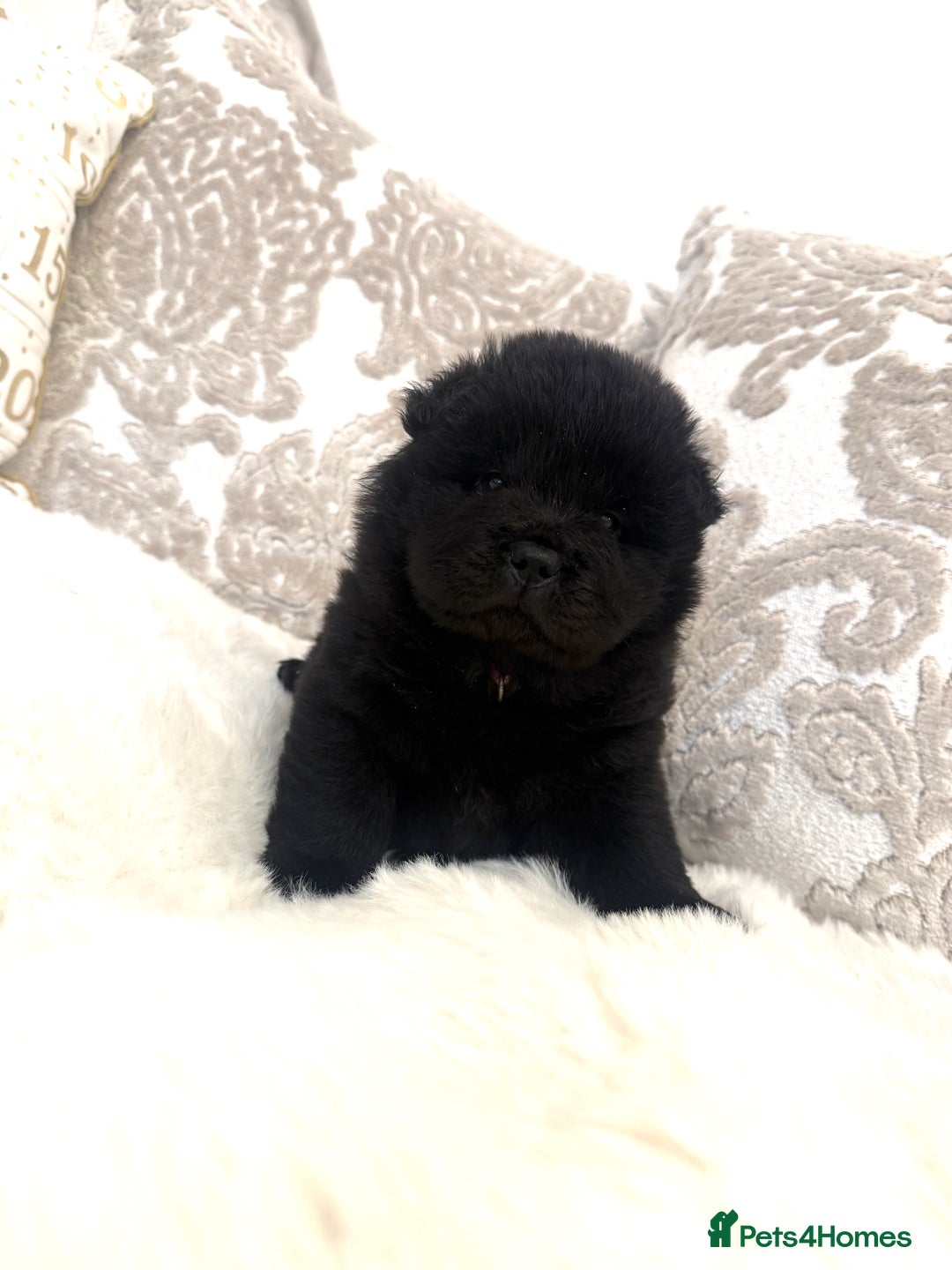 Chow Chow dogs for sale: KC reg chow chows ready to leave 24 dec! REDUCED - Advert 22