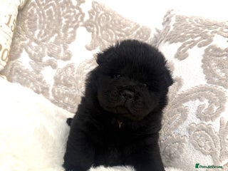 Chow Chow dogs KC reg chow chows ready to leave 24 dec! REDUCED - Advert 14