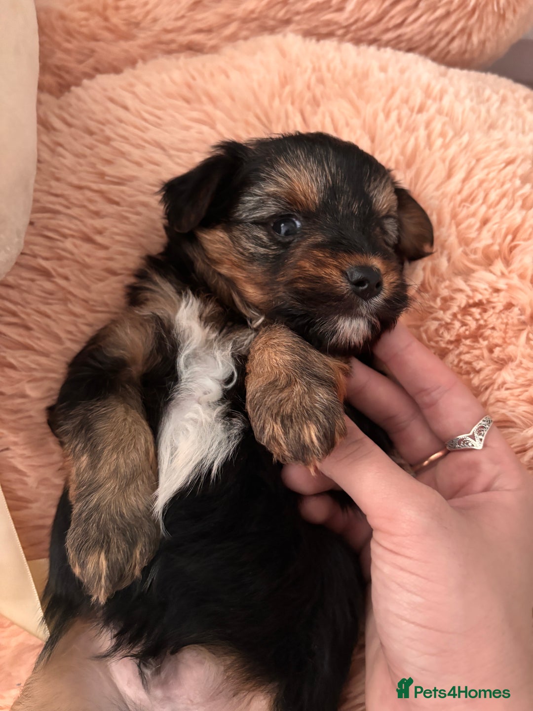 Yorkshire Terrier dogs for sale: Pedigree Yorkshire Terrier - Advert 20