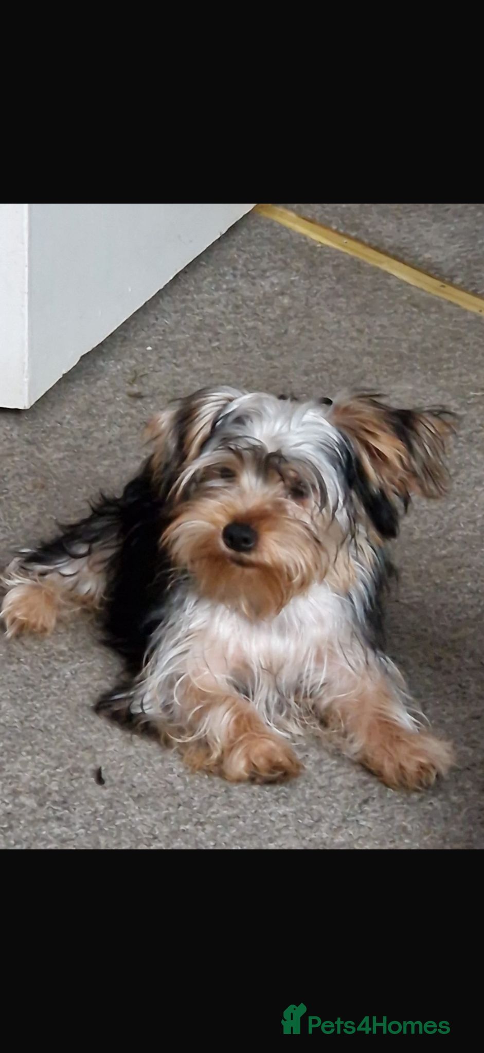 Yorkshire Terrier dogs 2 Vaccinated & Microchipped Male Puppies Ready Now - Advert 2