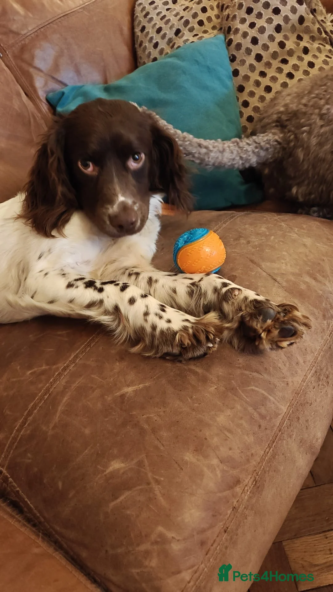 Welsh Springer Spaniel dogs for sale: 9 month old Welsh Spaniel  - Advert 2