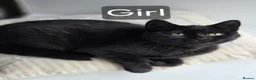 Mixed Breed cats for sale: Gorgeous kittens black girl and black boy  - Advert 9