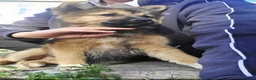 Pomsky dogs for sale: Pomsky puppies  - Advert 9