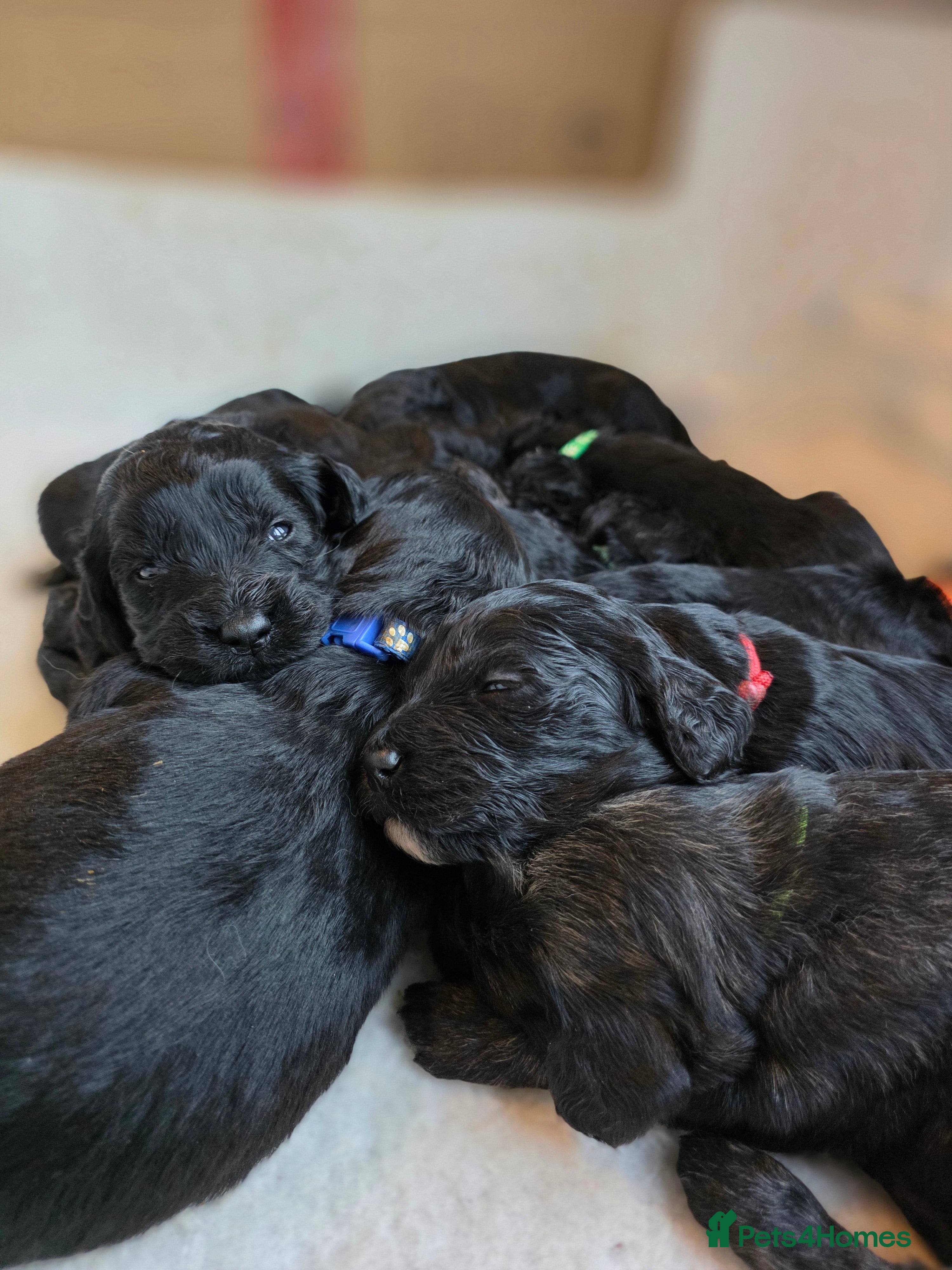 Goldendoodle dogs Outstanding F1 Goldendoodle Puppies - Advert 18