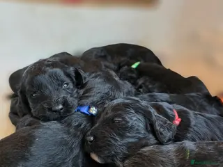 Goldendoodle dogs Outstanding F1 Goldendoodle Puppies - Advert 18