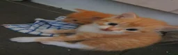 British Shorthair cats for sale: Ginger kittens in West Bromwich - Advert 7