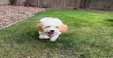 Cavapoo dogs in Southampton - Advert 7