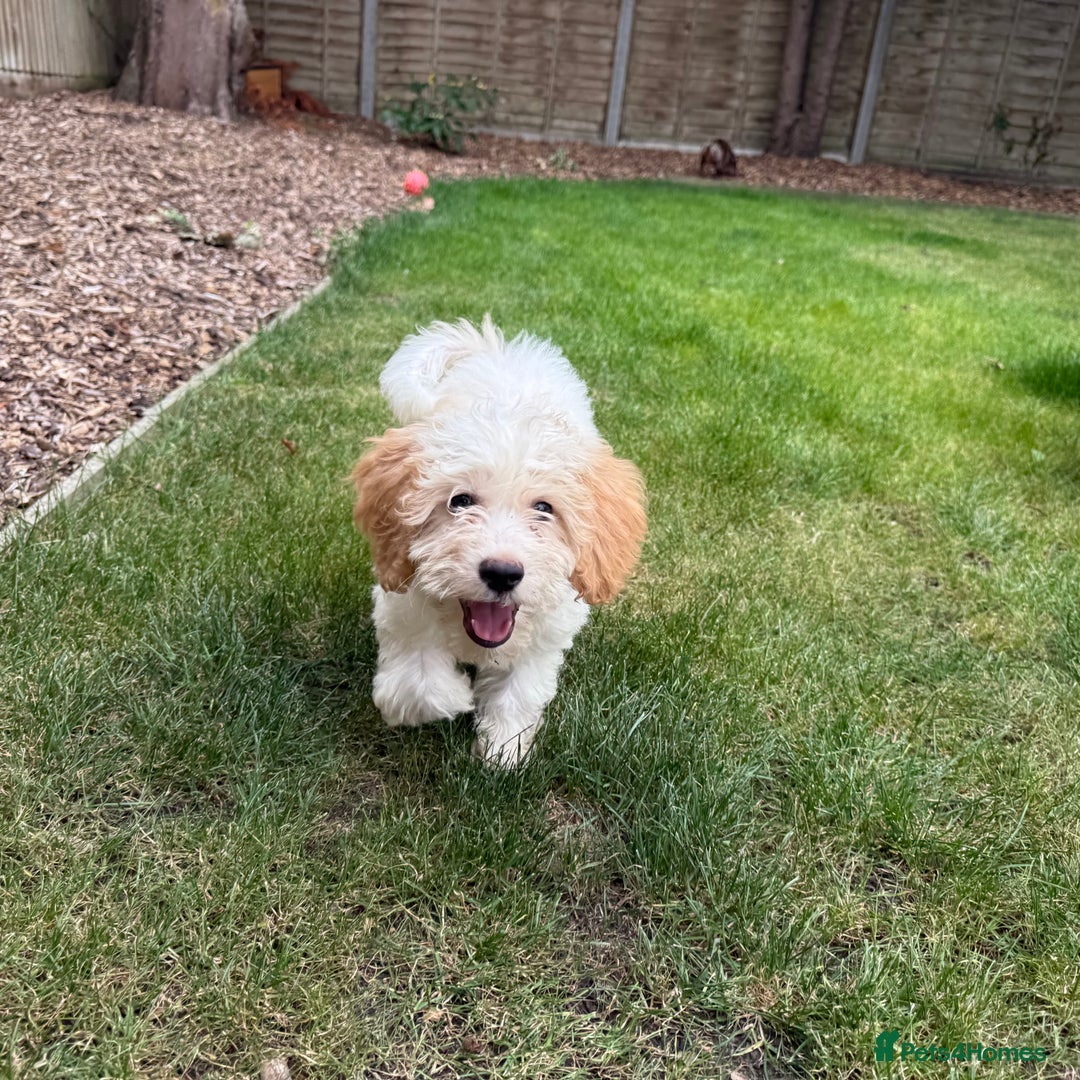 Cavapoo dogs for sale: FULLY VACCINATED Cavapoo Pups LICENSED BREEDER in Southampton - Image 2