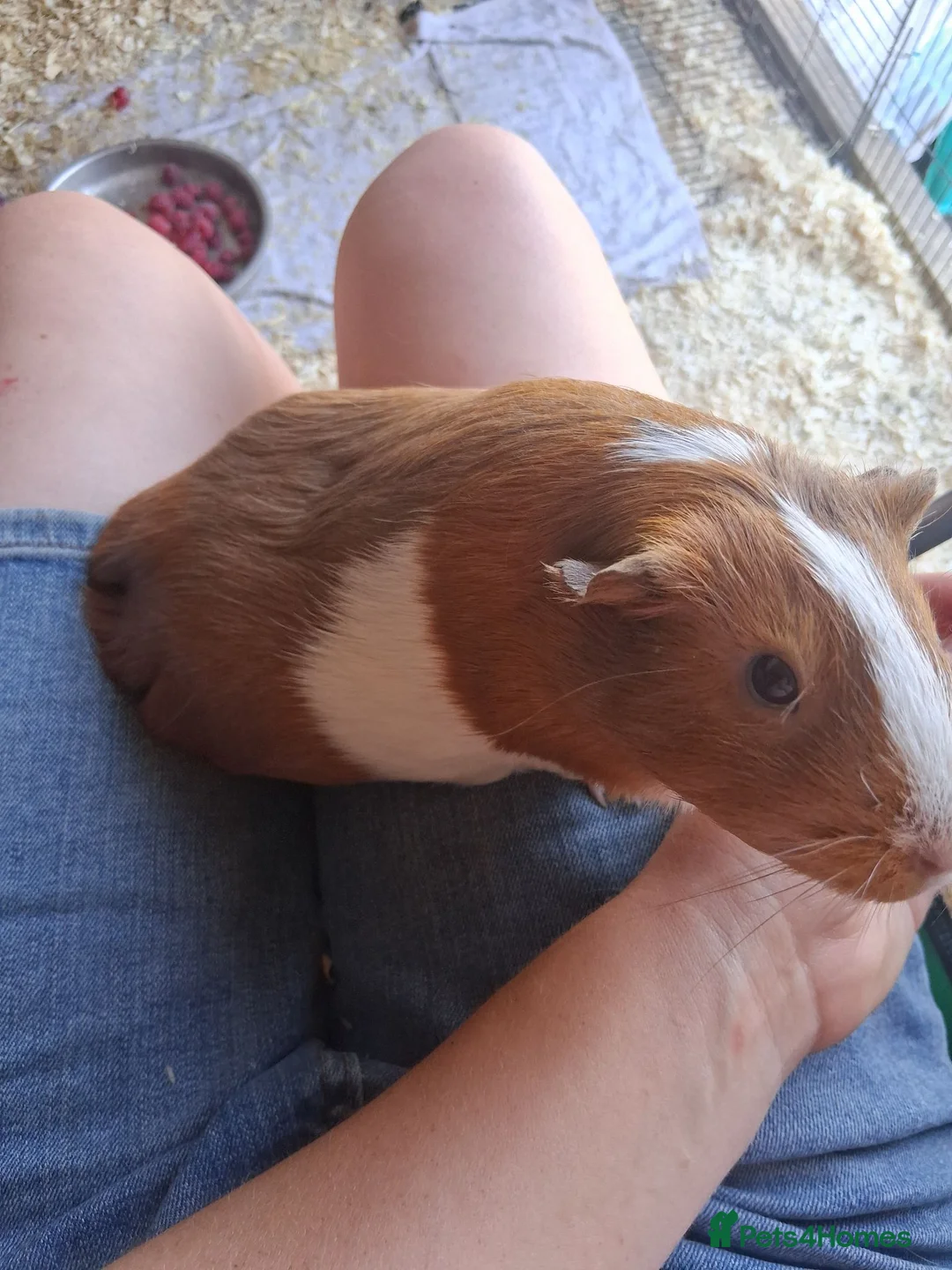 Guinea Pig rodents for sale: 2 bonded guinea pig girls in Sleaford - Advert 2
