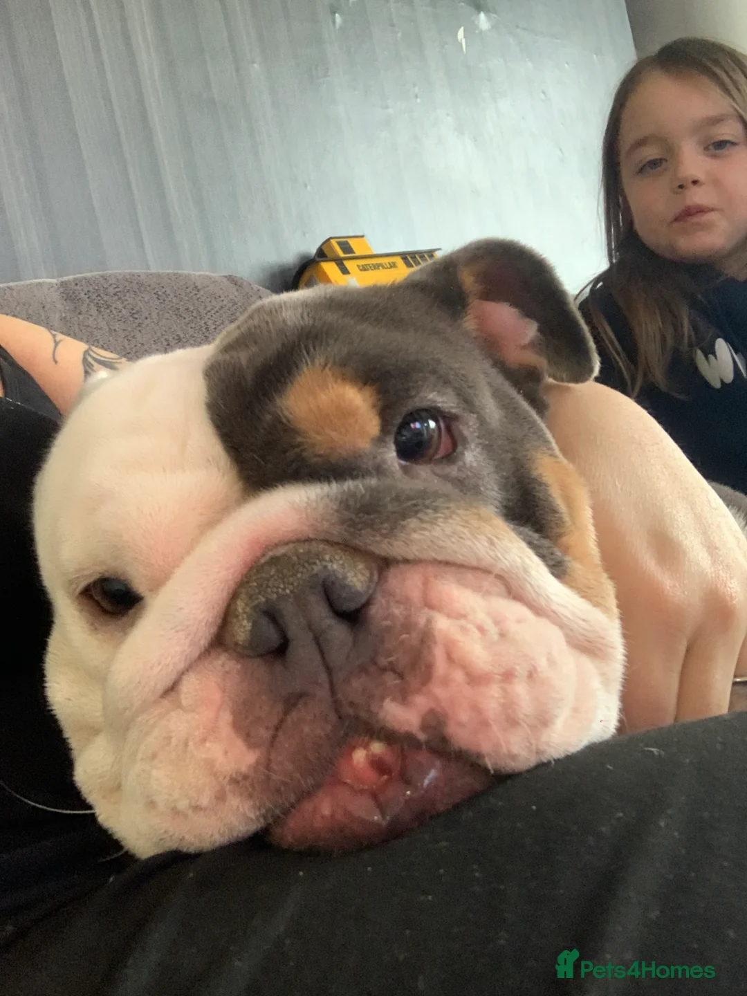 English Bulldog dogs for sale: Beautiful girl  - Advert 1