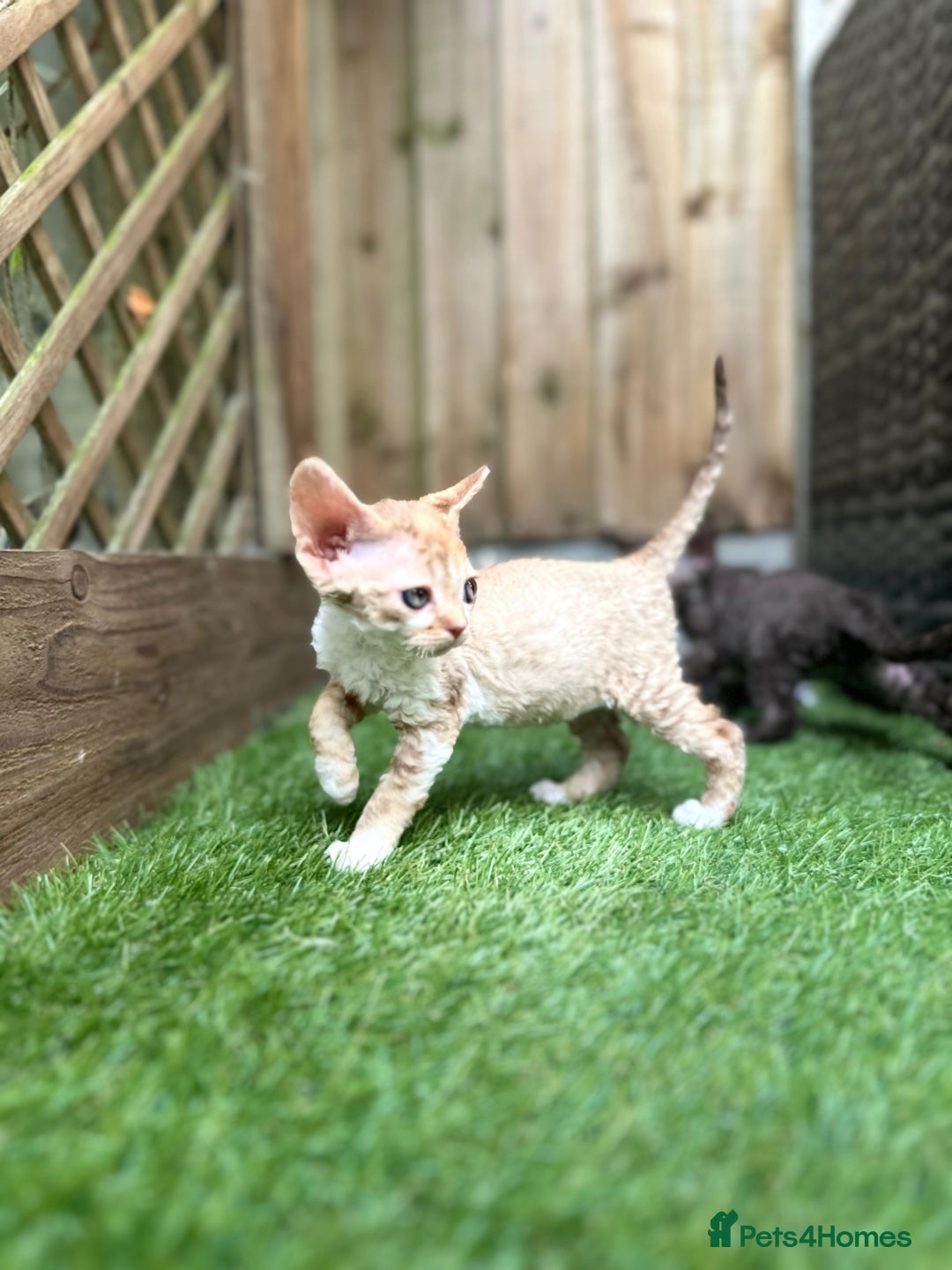 Devon Rex cats for sale: 🌼Curly, gorgeous Devon Rex Kittens available  - Image 21