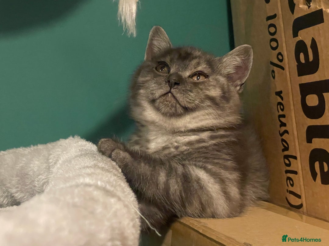 British Shorthair cats for sale: 4 month old male British Shorthair - Advert 5