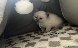 Ragdoll cats for sale: Beautiful Ragdoll Kittens, GCCF & Tica Registered - Image 31