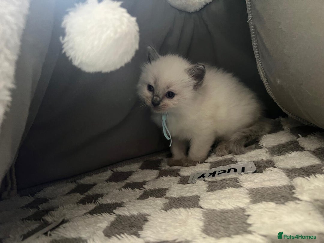 Ragdoll cats for sale: Beautiful Ragdoll Kittens, GCCF & Tica Registered - Image 31