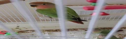 Lovebirds birds for sale: Peach faced baby lovebirds - Advert 2
