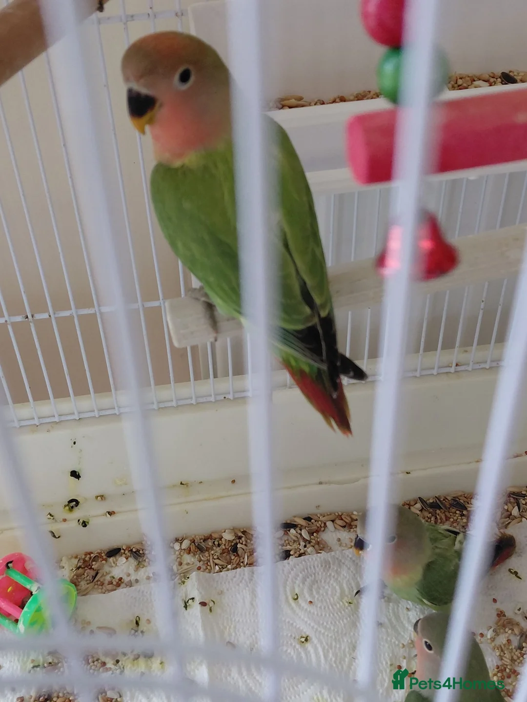 Lovebirds birds for sale: Peach faced baby lovebirds - Advert 2