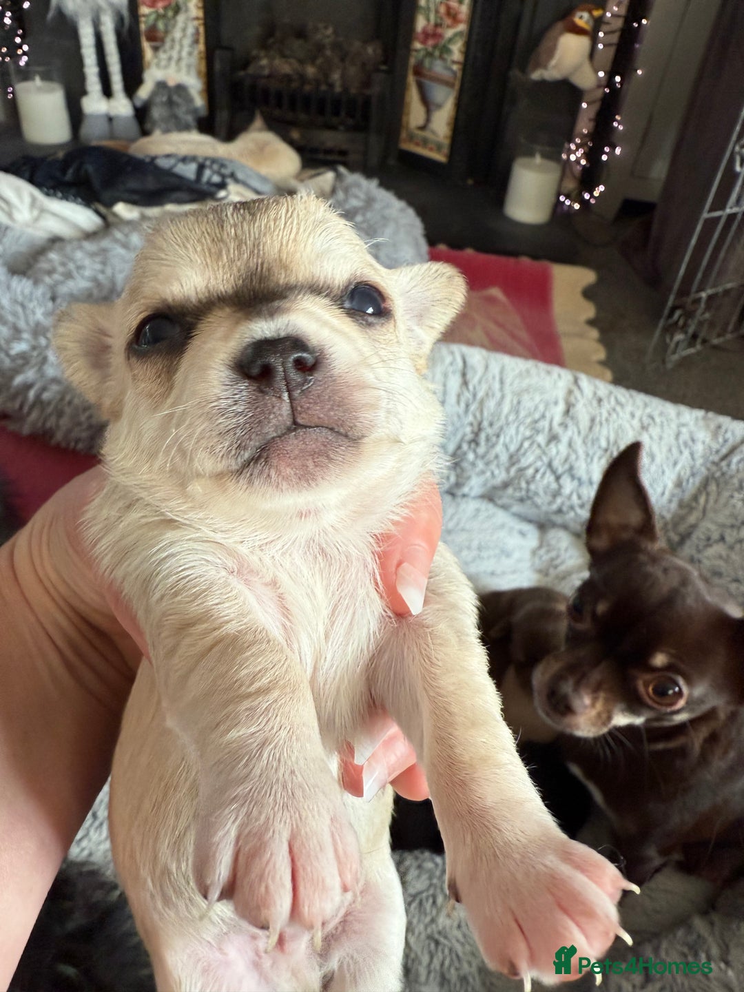 Chihuahua dogs for sale: Cheeky, naughty little chihuahua babies.  - Advert 3