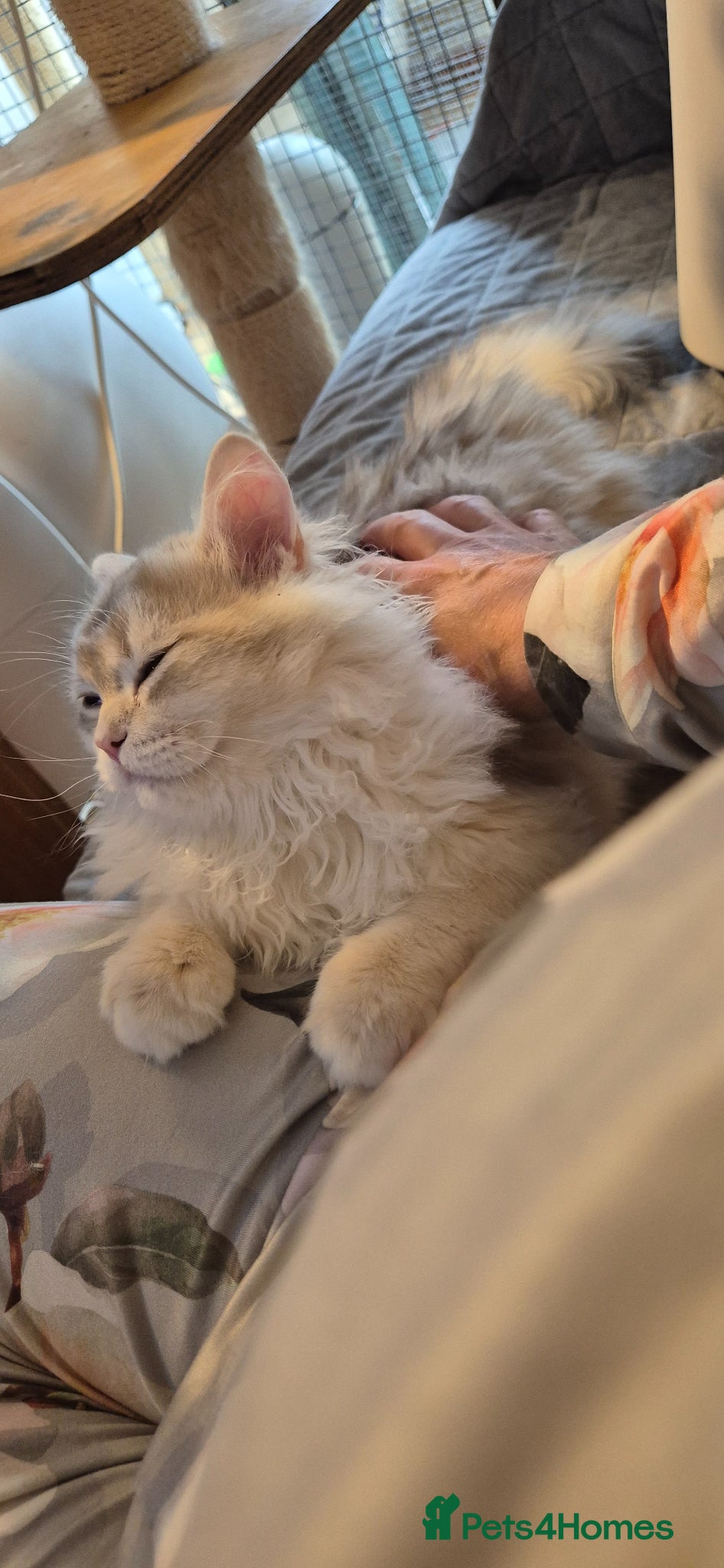 Scottish Fold cats for sale: In your lap Scottish Fold/Straight kittens  - Advert 15