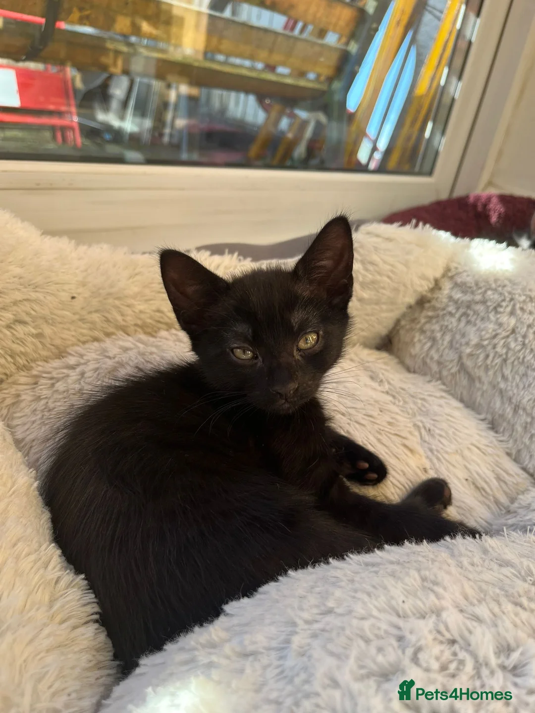 Domestic Shorthair cats for sale: 6 Beautiful Kittens For Sale - Advert 8