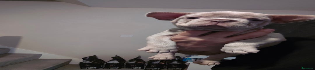 French Bulldog Puppy 4