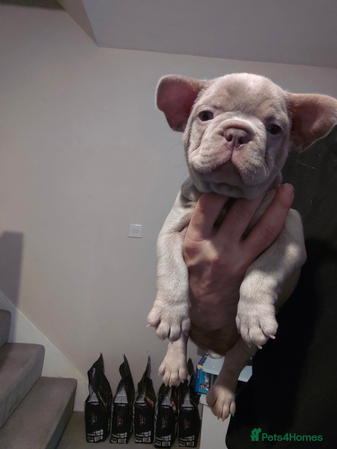 French Bulldog dogs for sale: Adorable Puppies looking for their forever home - Advert 5