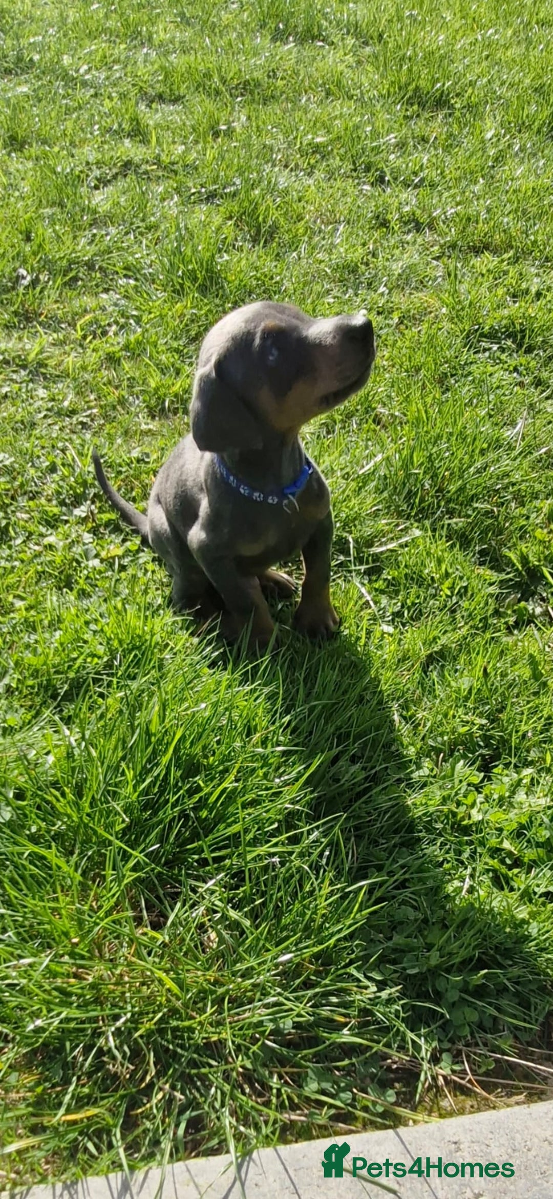 Dobermann dogs for sale: ⭐️⭐️⭐️⭐️⭐️x1Top bloodline.Dobermann puppy - Image 7