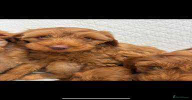 Labradoodle dogs - Advert 10