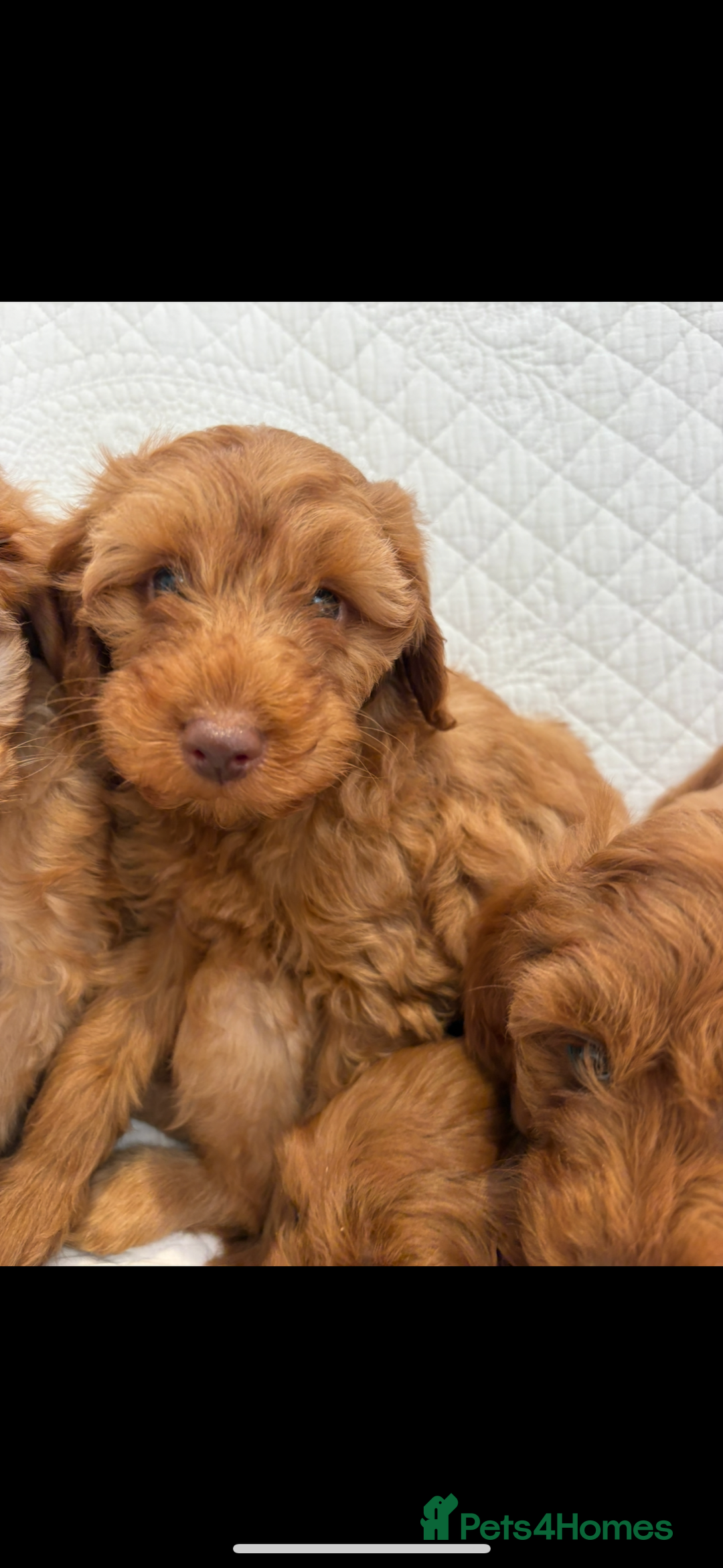 Labradoodle dogs for sale: LICENSED BREEDER F2b mini labradoodles - Image 2