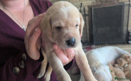 Labrador Retriever dogs for sale: Gorgeous Labrador puppies - Image 8