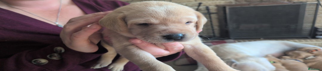 Labrador Retriever Puppy 1