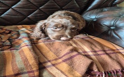 Sprocker dogs for sale: Beautiful sprocker puppies  - Image 8
