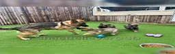 German Shepherd dogs for sale: KC Reg full health tested gorgeous pups ❤️ - Advert 20