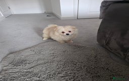 Pomeranian dogs for sale: Pomeranian puppies  - Image 2