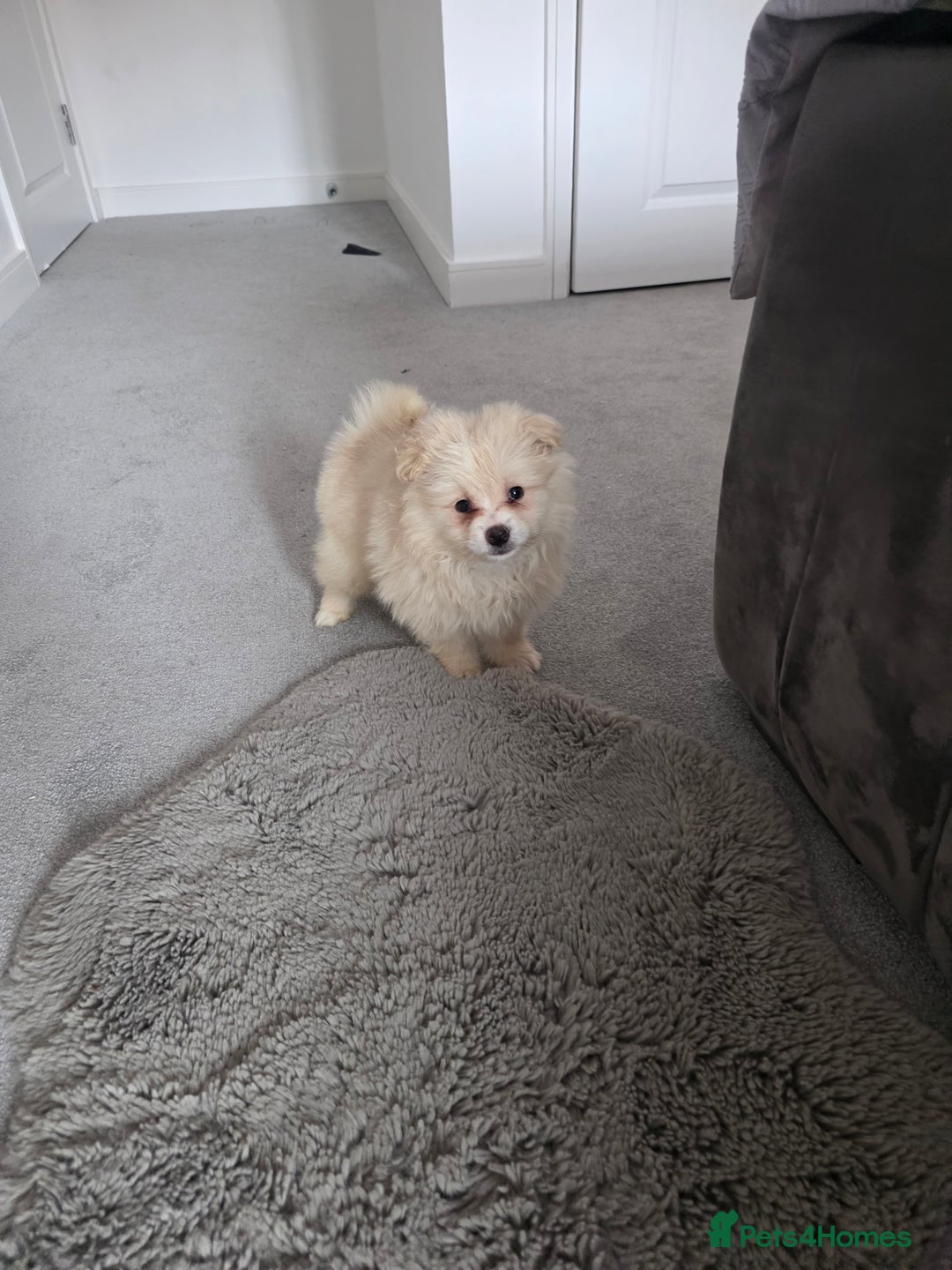 Pomeranian dogs for sale: Pomeranian puppies  - Image 2