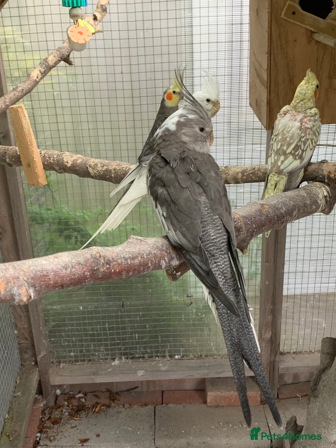 Cockatiels birds for sale: White Face Cockatiels For Sale  - Image 3