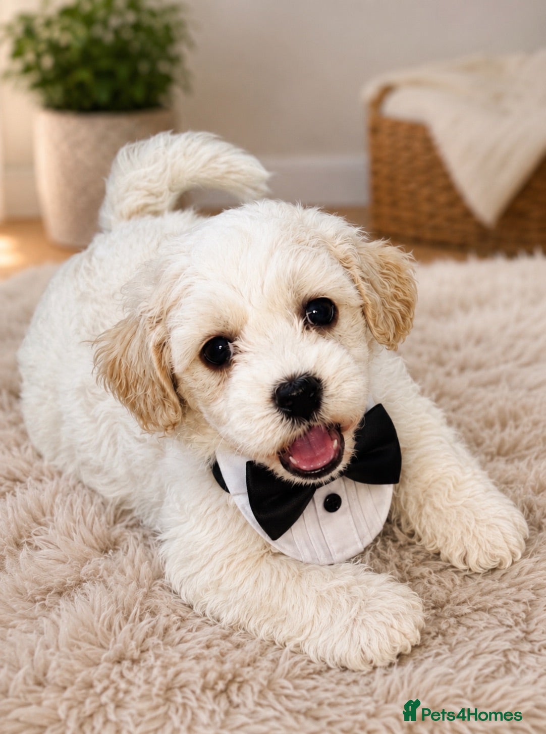 Maltipoo dogs 🐶 1  boy available stunning maltipoo puppies 🐶 - Advert 1