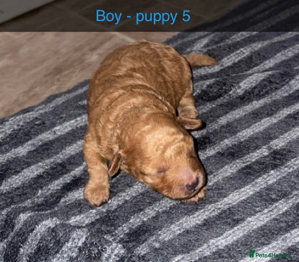 Poochon dogs Tiny adorable poochon - Advert 2