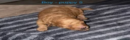 Poochon dogs for sale: Tiny adorable poochon - Advert 5