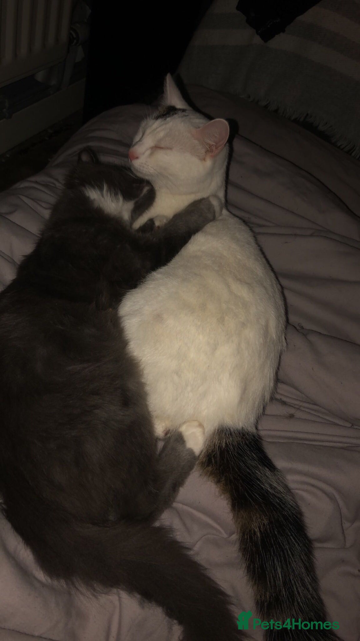 Mixed Breed cats FREE ADOPTION  - Advert 3