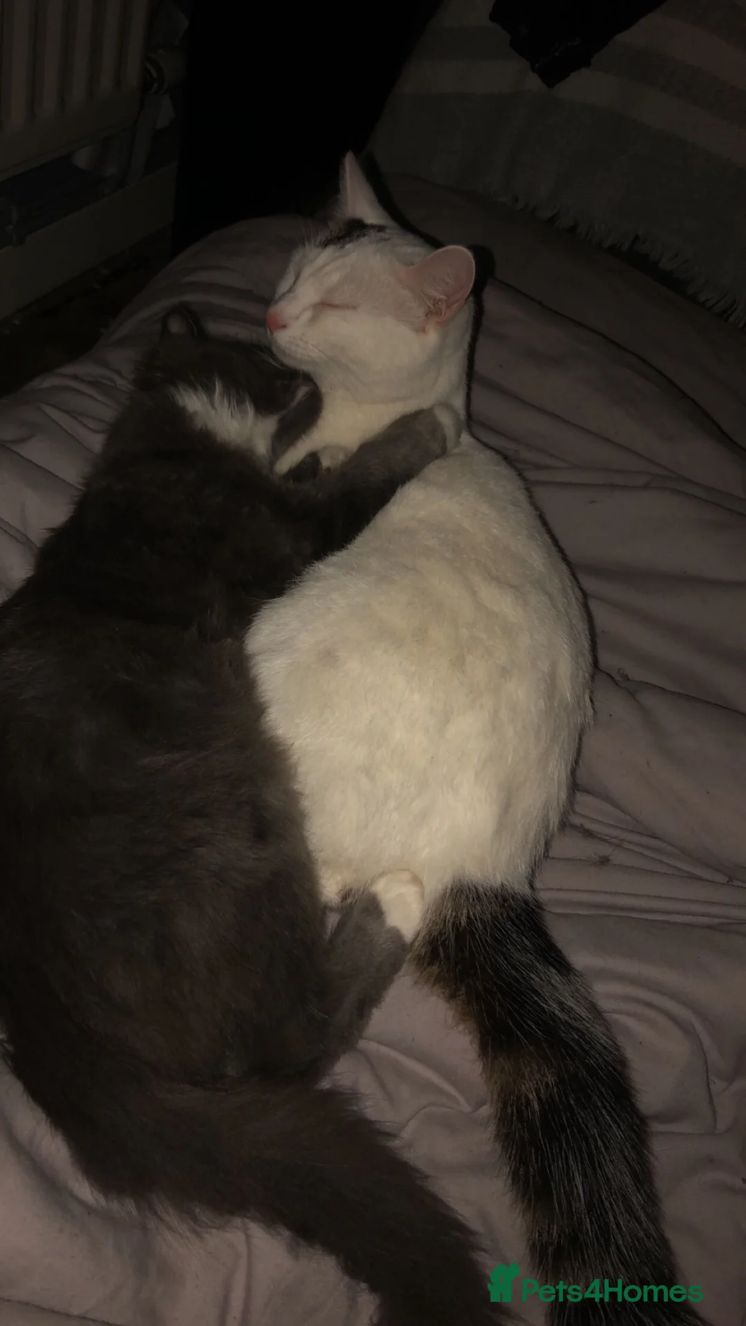 Mixed Breed cats for sale: FREE ADOPTION  - Advert 1