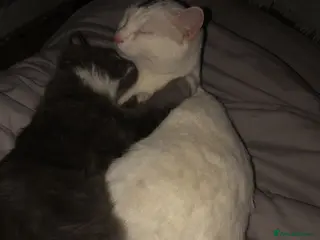 Mixed Breed cats FREE ADOPTION - Advert 3